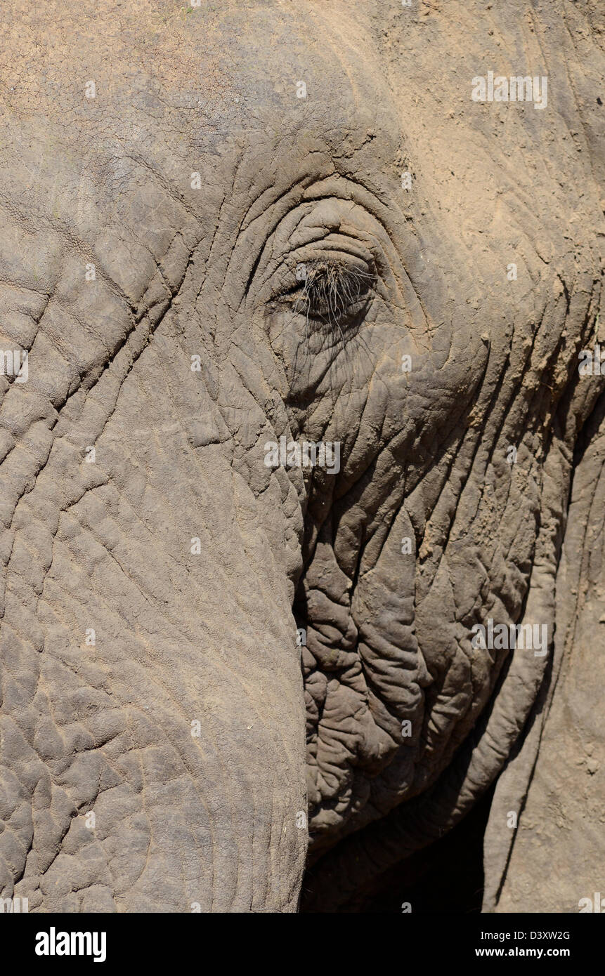 Foto di Africa, elefante africano a occhio e testa solo dal lato Foto Stock