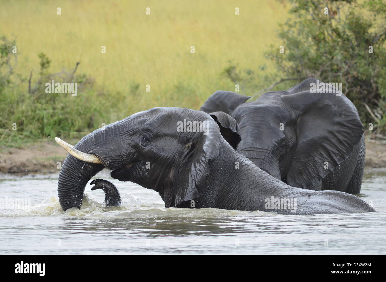 Foto di Africa, Elefanti Africani piscina e vasca da bagno in dam Foto Stock