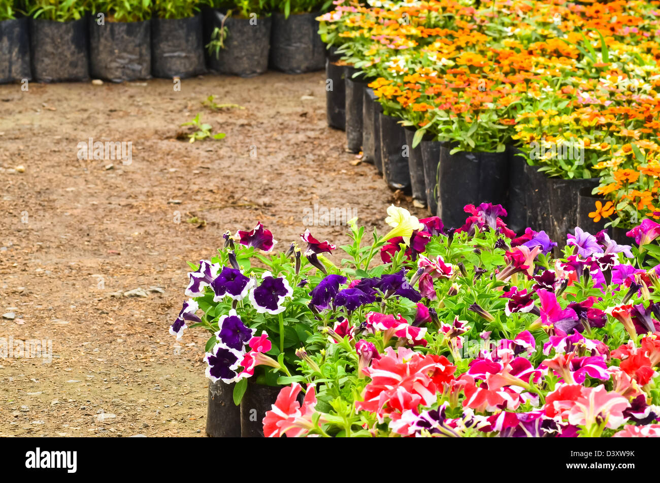 Molti vivaio Fiori per vendere Foto Stock