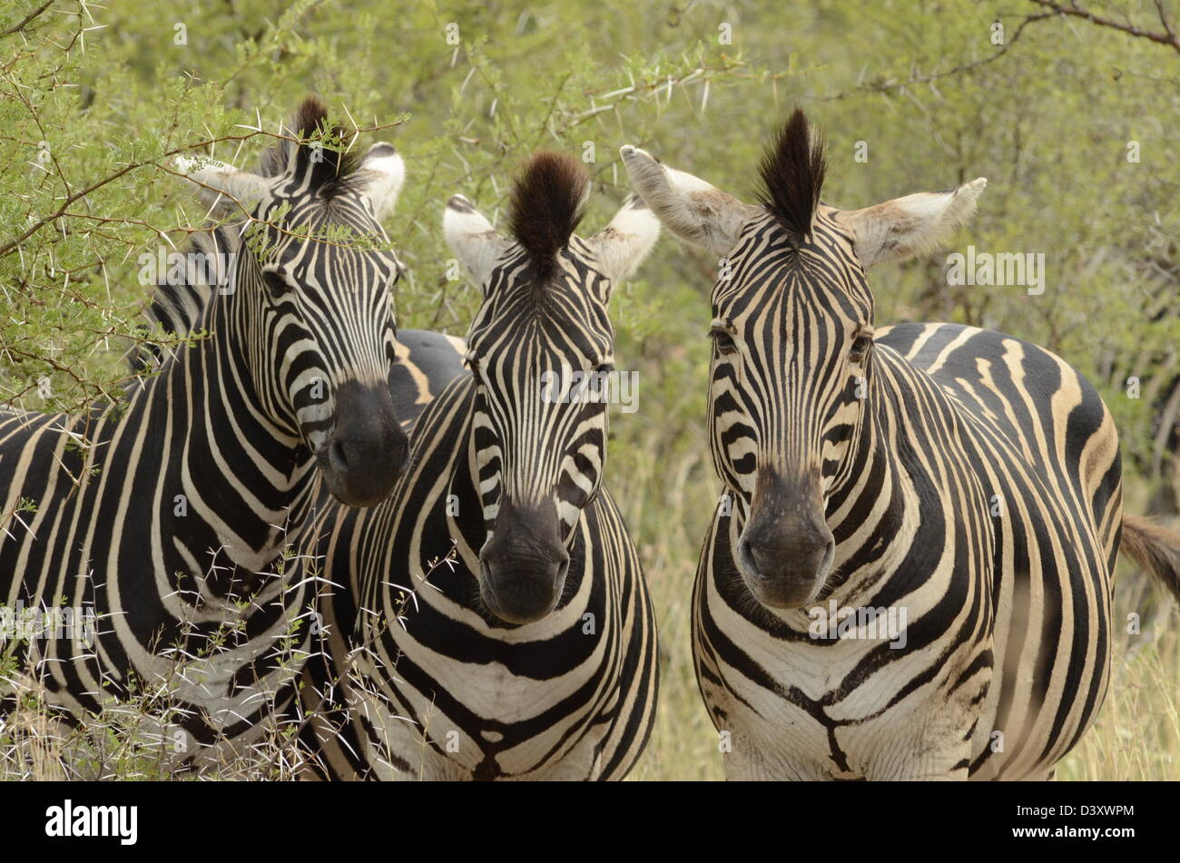 Foto di Africa, tre pianure Zebra di fronte alla fotocamera Foto Stock