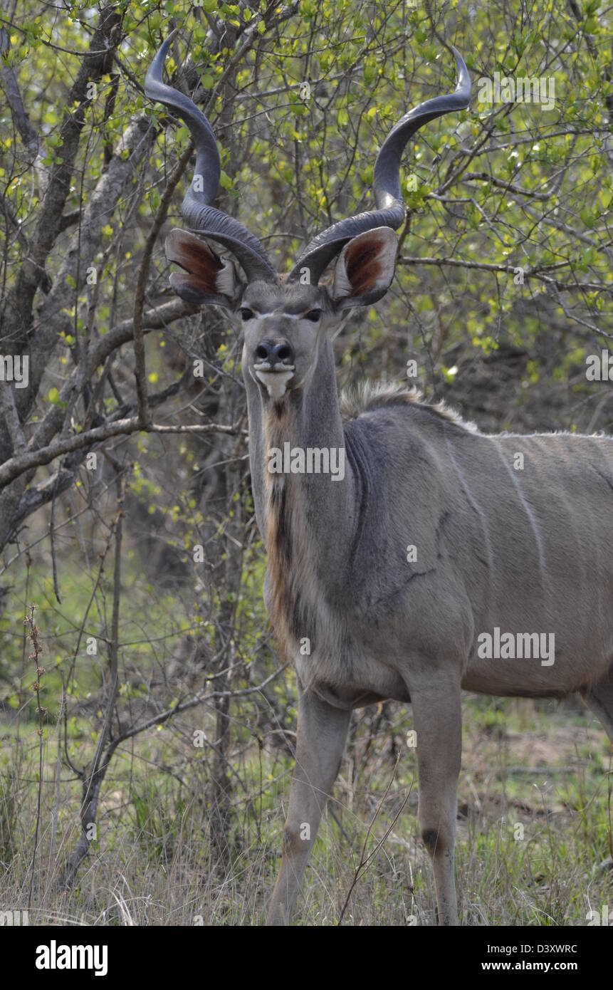 Foto di Africa, Kudu Bull di fronte alla fotocamera Foto Stock