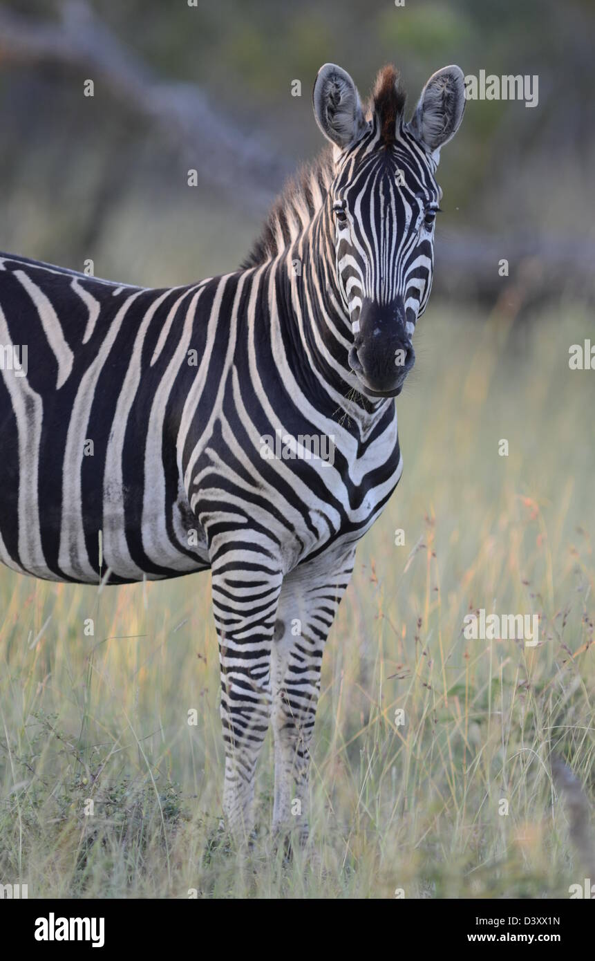Foto di Africa, pianure Zebra di fronte alla fotocamera Foto Stock