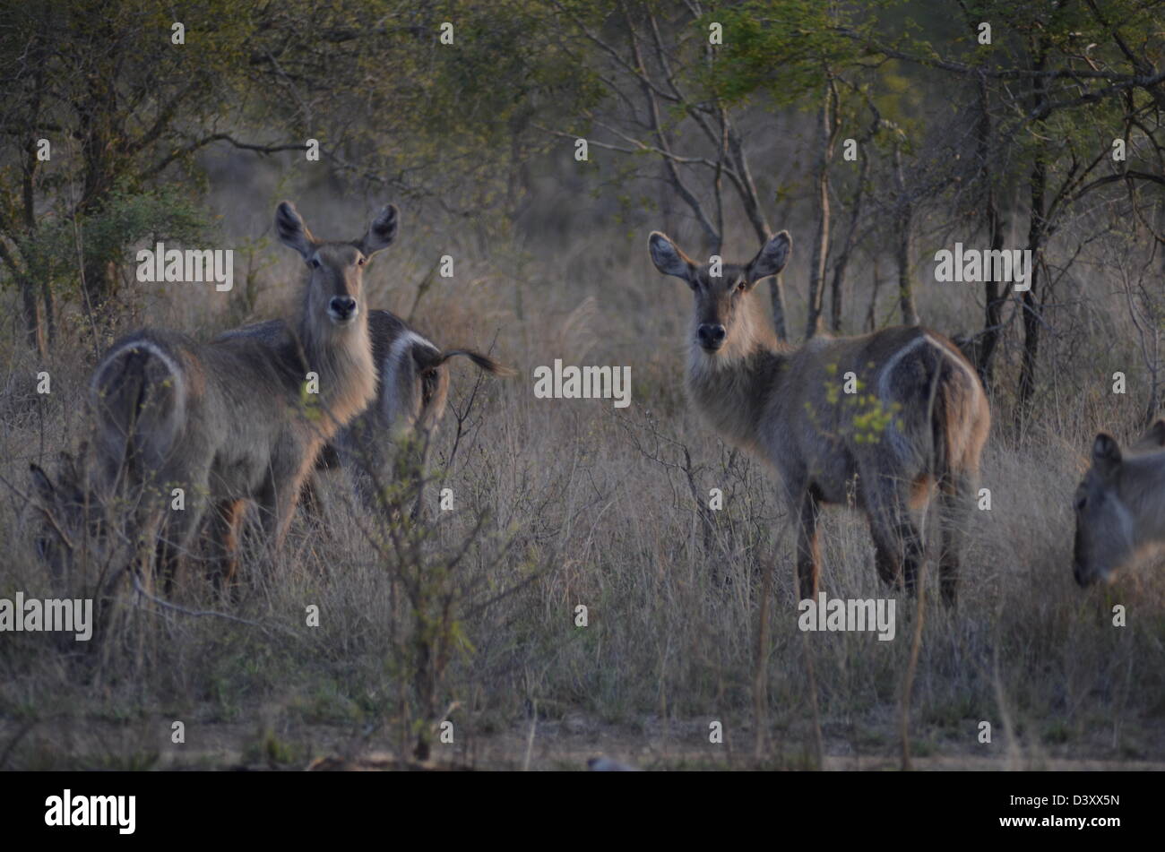 Foto di Africa, gruppo Waterbuck in piedi in erba lunga Foto Stock