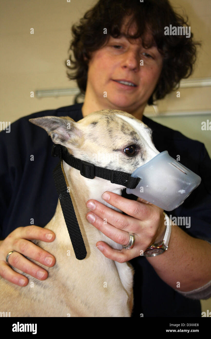 Il whippet cane con la museruola al veterinario Foto Stock
