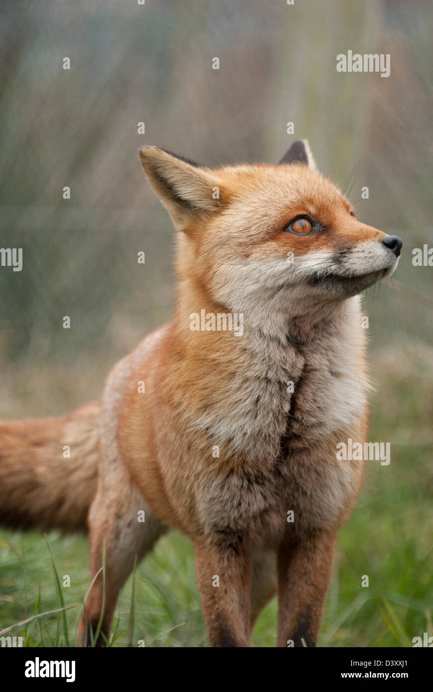 Dagli occhi brillanti e cespuglioso, coda di volpe rossa Foto Stock