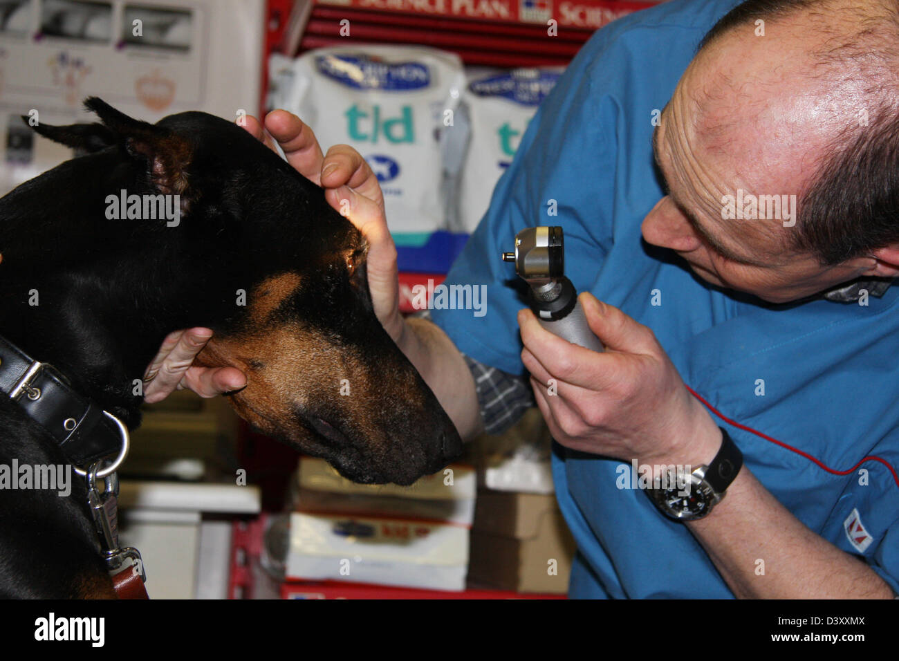 Cane Doberman / veterinario esamina gli occhi Foto Stock