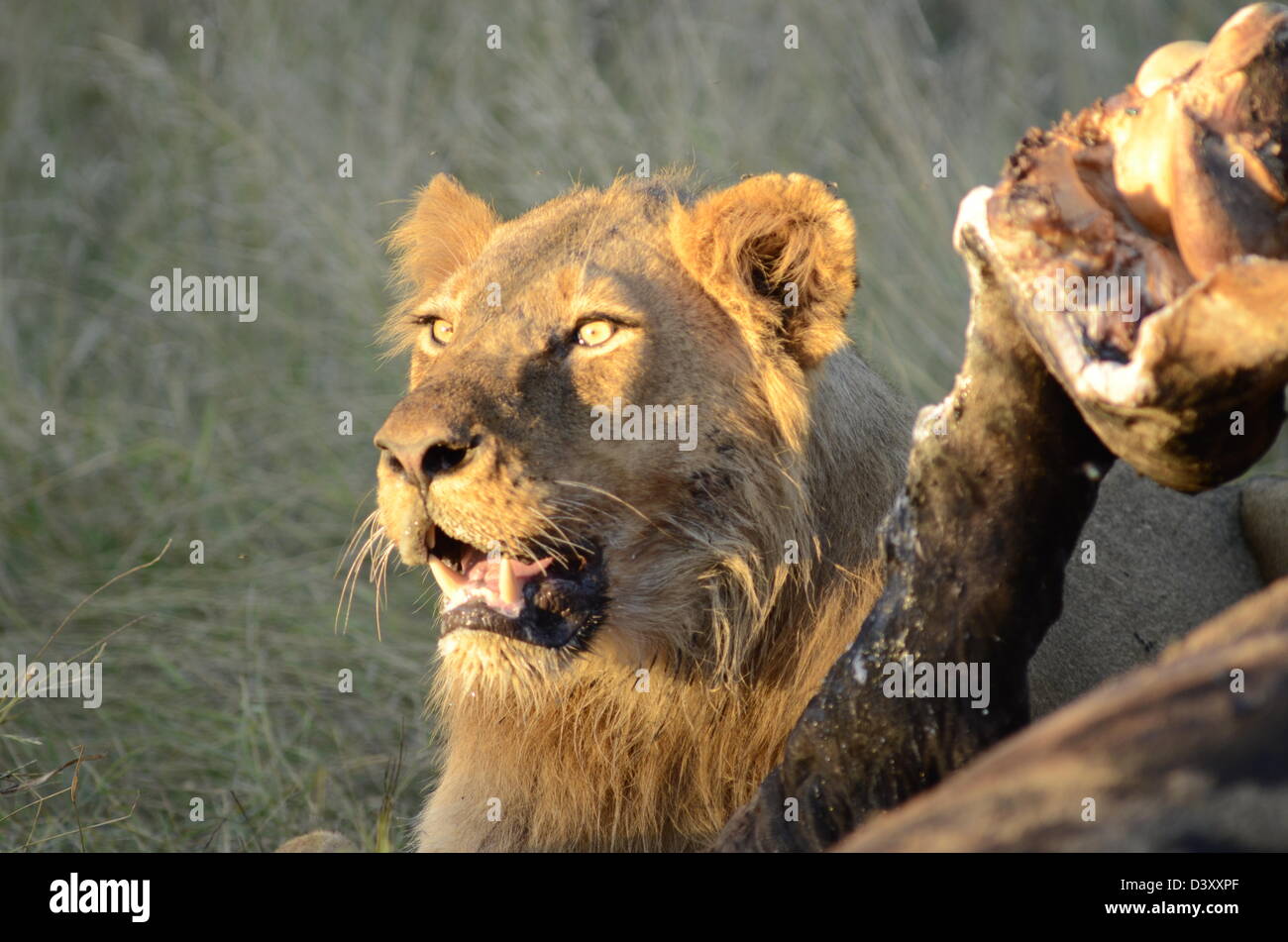 Foto di Africa, Maschio alimentazione Lion sulla carcassa giraffe Foto Stock