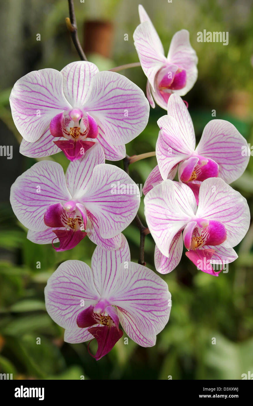 Rosa e White Orchid nella casa delle orchidee di Peradeniya Giardini Botanici, Kandy, Sri Lanka Foto Stock