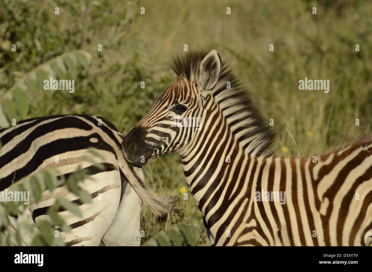 Foto di Africa, giovani pianure Zebra Foto Stock