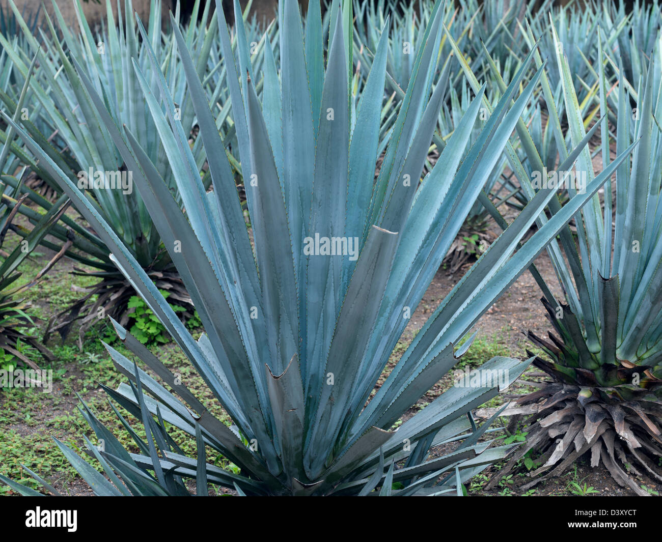 Messico Jalisco Tequila, agave blu impianto utilizzato per la produzione di tequila Foto Stock