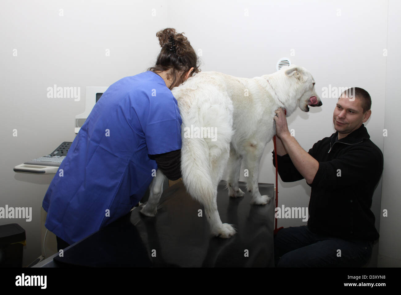 Ecografia veterinario / cane Pastore Svizzero bianco / cane Berger blanc suisse Foto Stock