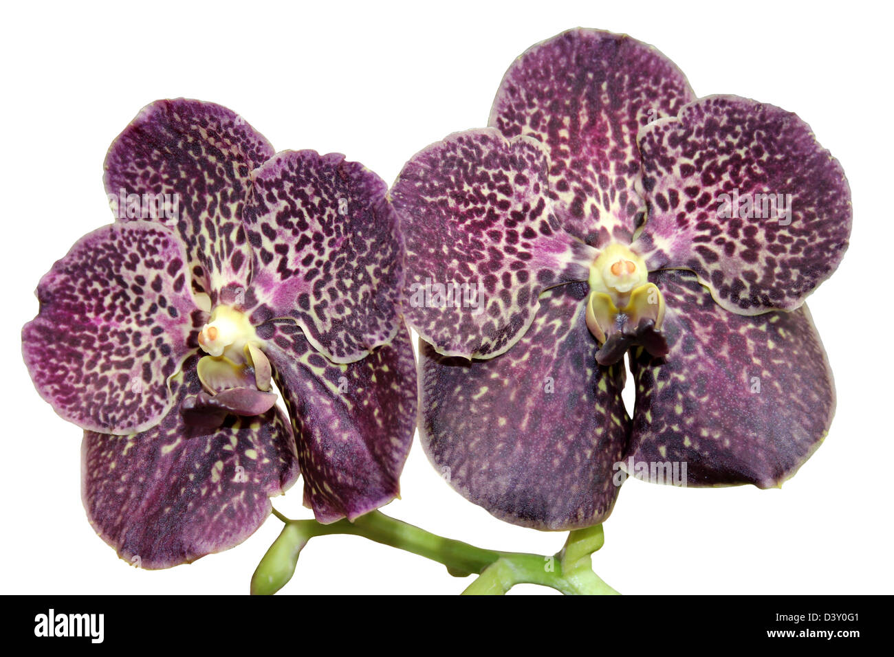 Prugna scuro macchiato di orchidea Vanda cut-out Foto Stock