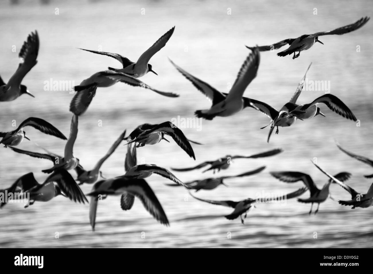Immagine in bianco e nero oyster catturatori in volo sopra il livello del mare Foto Stock