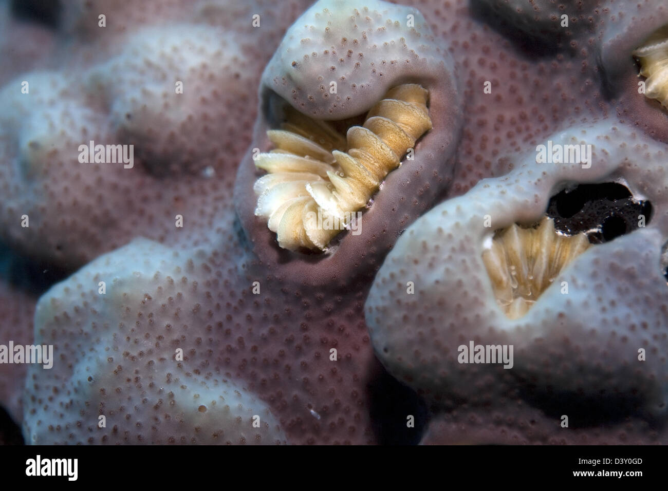 Due diversi coralli lotta per lo spazio Foto Stock