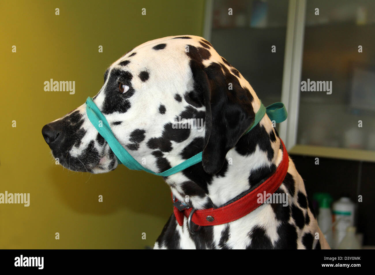 Cane dalmata con la museruola al veterinario Foto Stock