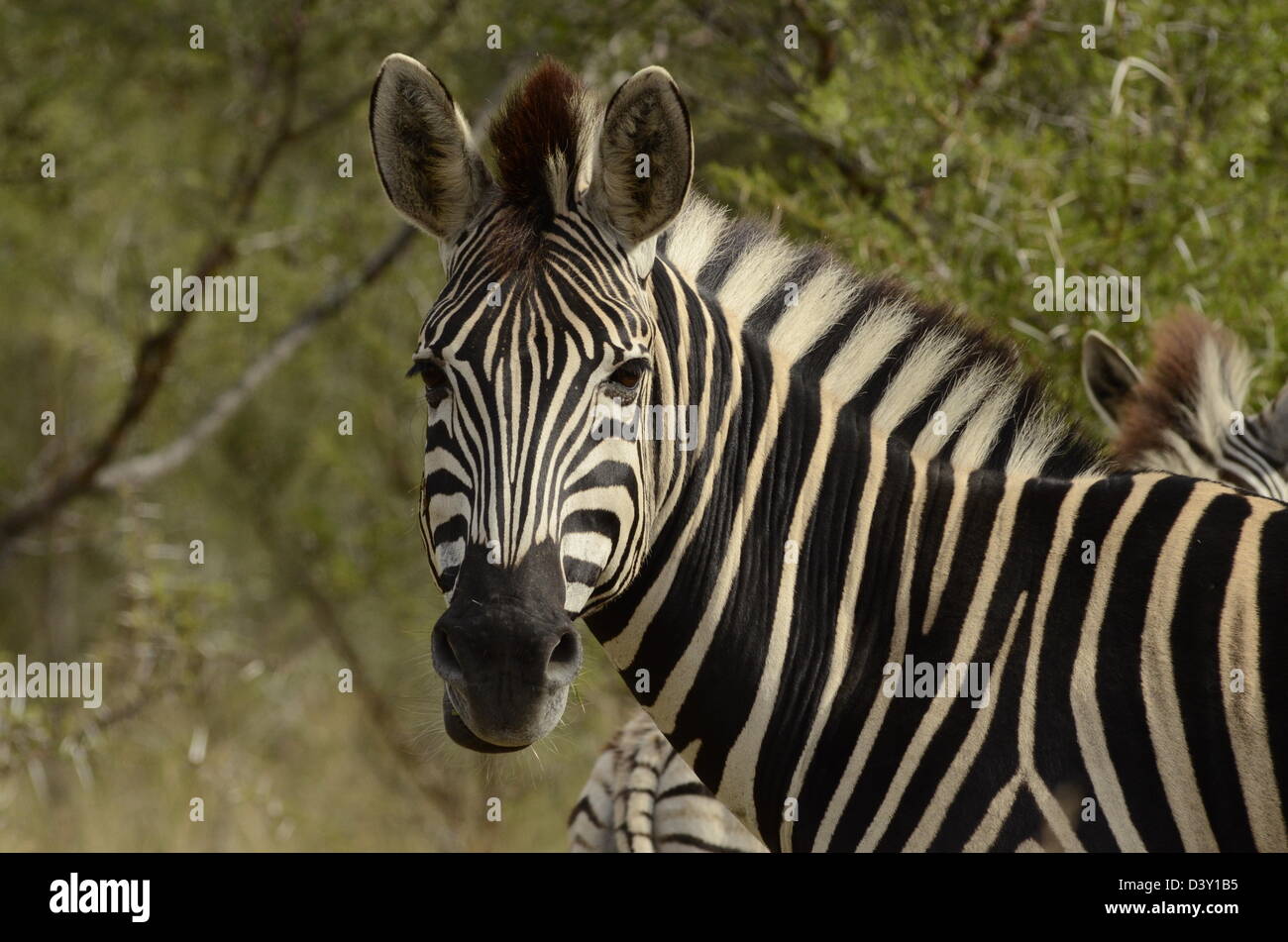 Foto di Africa, pianure Zebra di fronte alla fotocamera Foto Stock