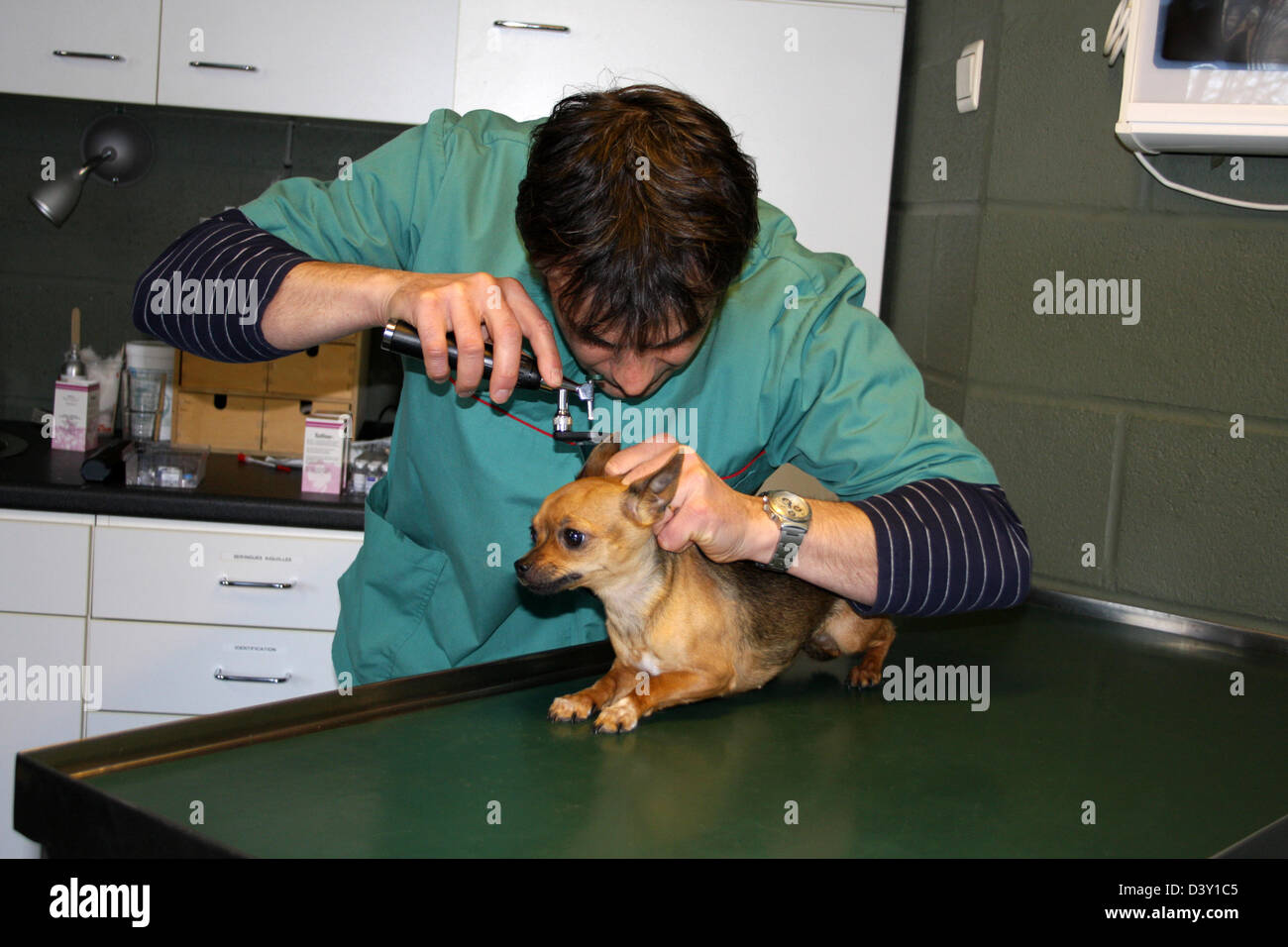 Cane Chihuahua / veterinario esamina le orecchie Foto Stock