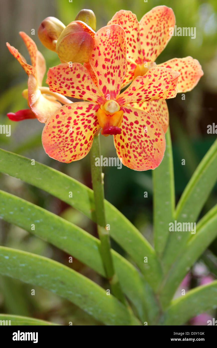 Orchidea arancione con macchie rosse nella casa delle orchidee di Peradeniya Giardini Botanici, Kandy, Sri Lanka Foto Stock