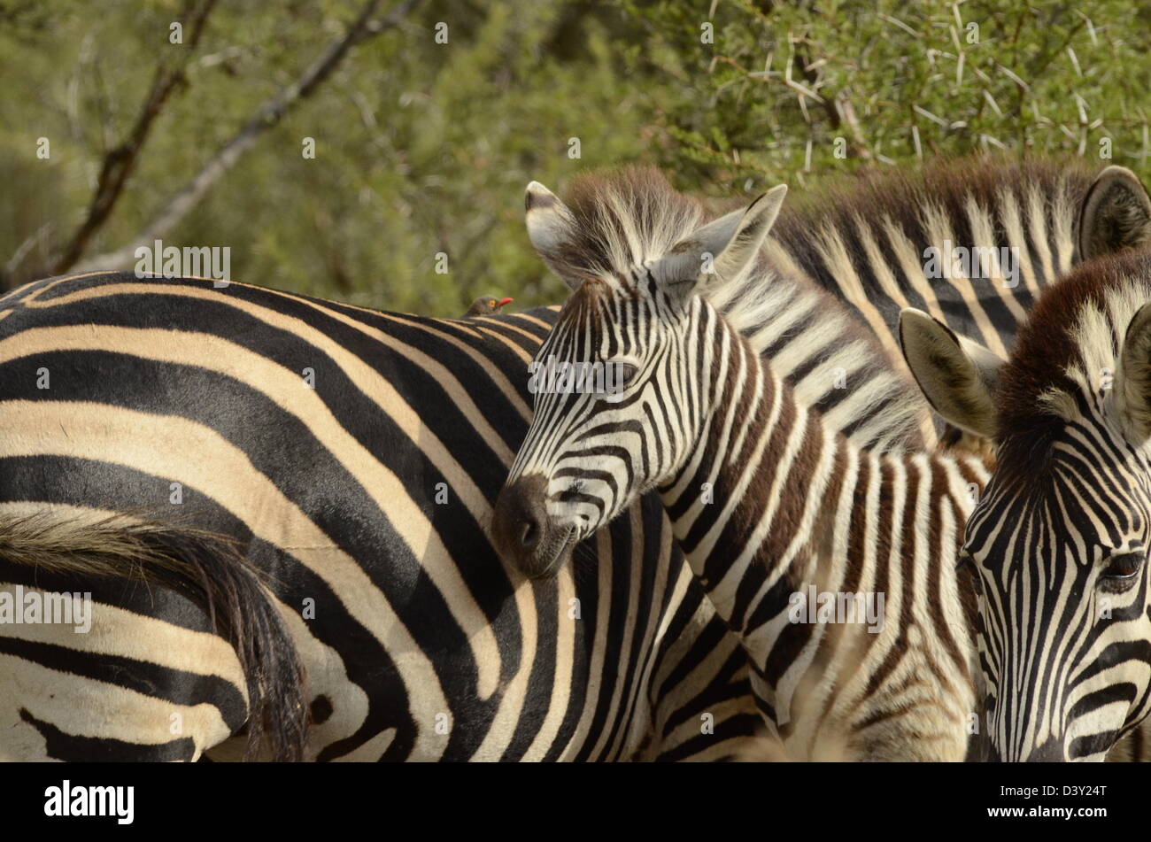 Foto di Africa, giovani pianure Zebra Foto Stock