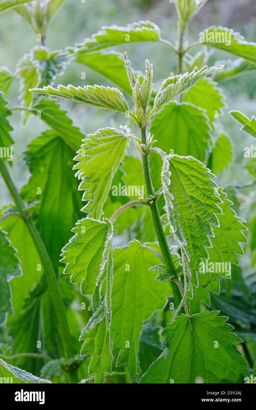 Brennessel Raureif - ortica brina 02 Foto Stock