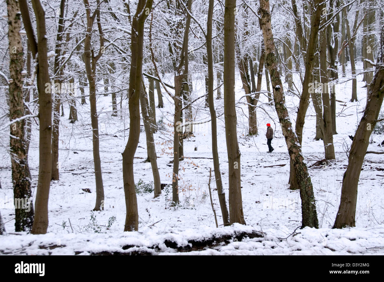 Bucks - Chiltern Hills - coperta di neve bosco - walker intravisto tra gli alberi - disattivato il sole d'inverno - tocco di colore Foto Stock