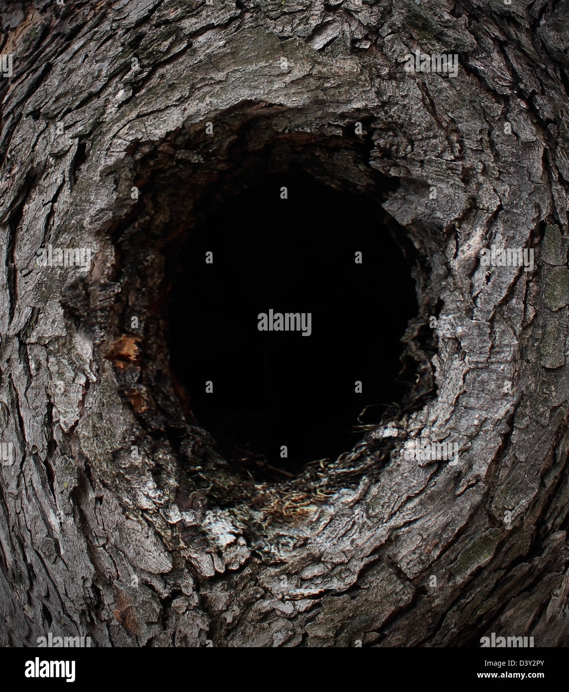 Natura albero telaio realizzato con una foresta di corteccia di pino conformata come una cornice per una composizione con un fustellato buco nero in mezzo con copia spazio come una conservazione e selvaggi vivere all'aperto concetto. Foto Stock
