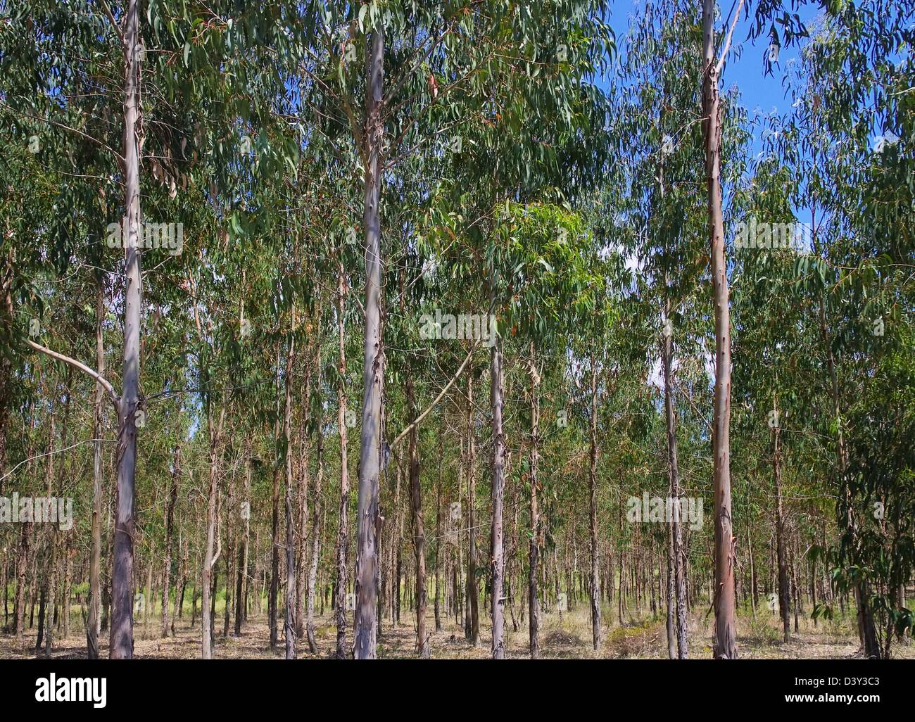 Eukalyptus - eucalipto 23 Foto Stock