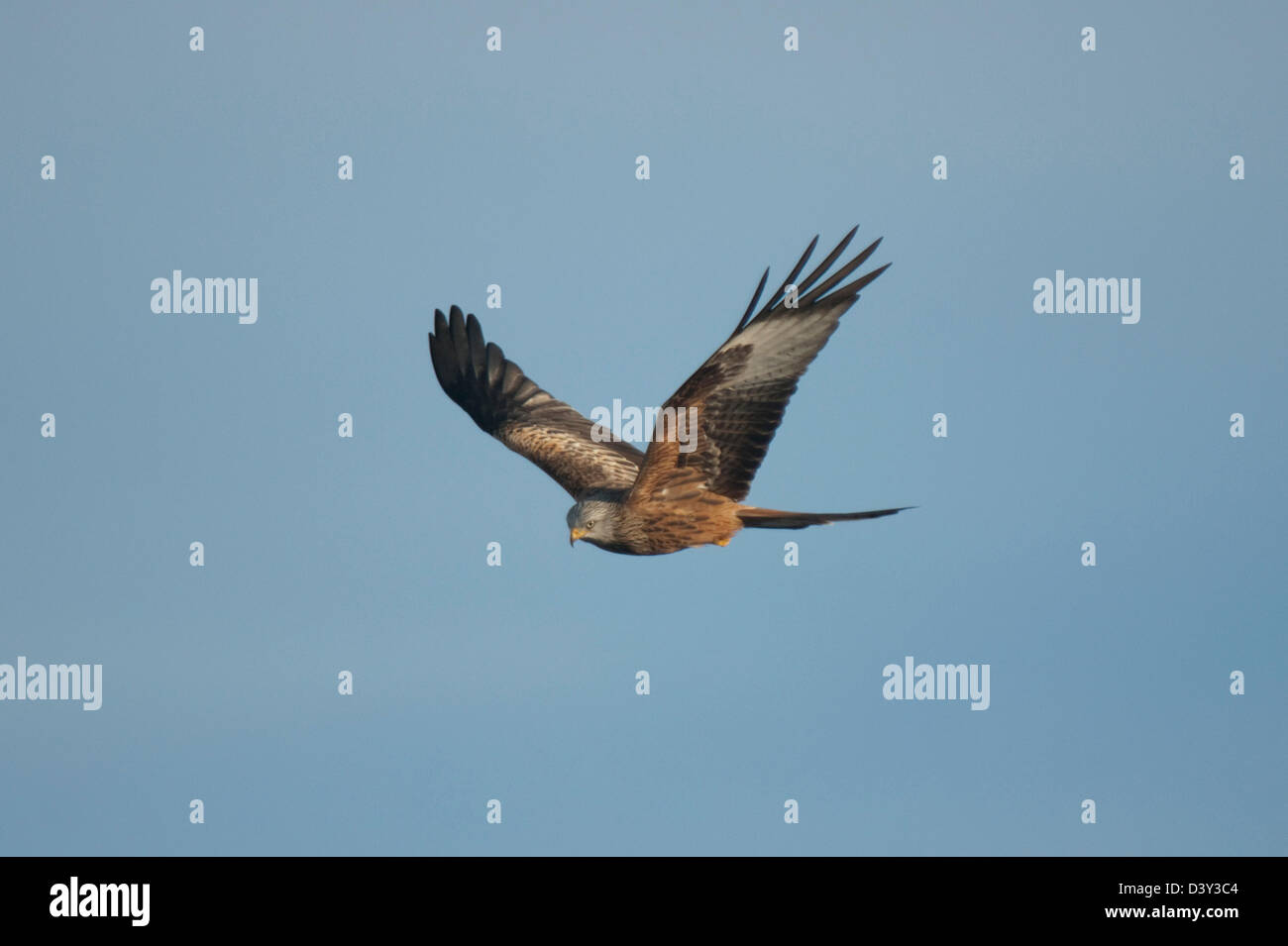 Nibbio reale (Milvus milvus) a Gigrin Farm stazione di alimentazione in Galles Foto Stock