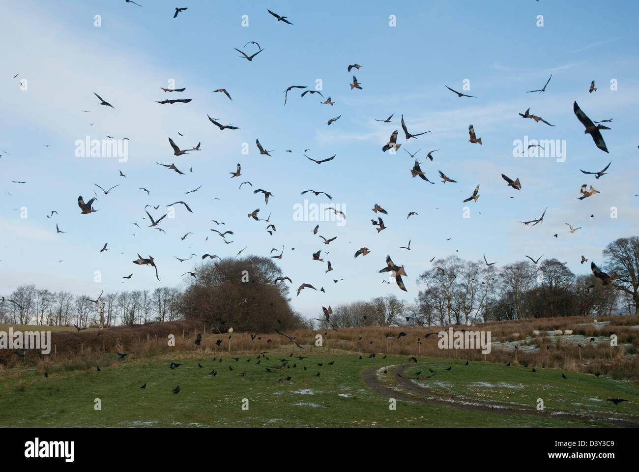 Nibbio reale (Milvus milvus) a Gigrin Farm stazione di alimentazione in Galles Foto Stock