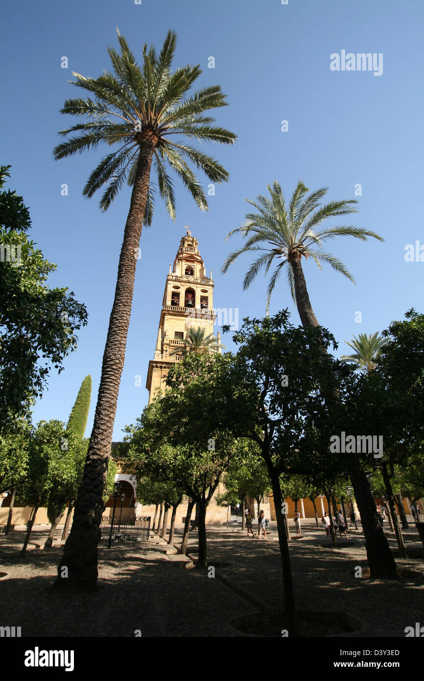 Palme,all'esterno Alcazar dei Re Cristiani Palace Cordoba Spagna Foto Stock