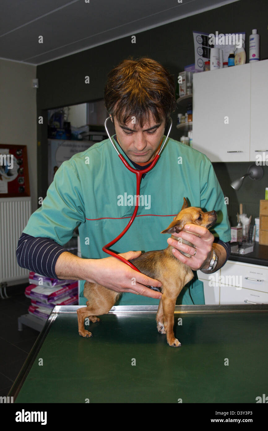 Cane Chihuahua / veterinario esamina con uno stetoscopio Foto Stock