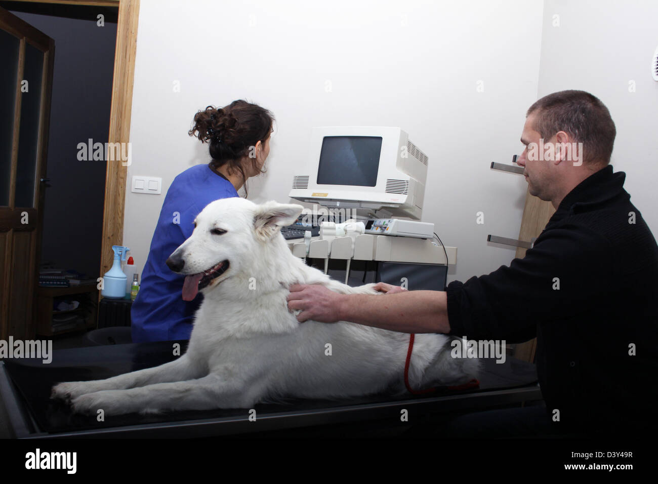 Ecografia veterinario / cane Pastore Svizzero bianco / cane Berger blanc suisse Foto Stock