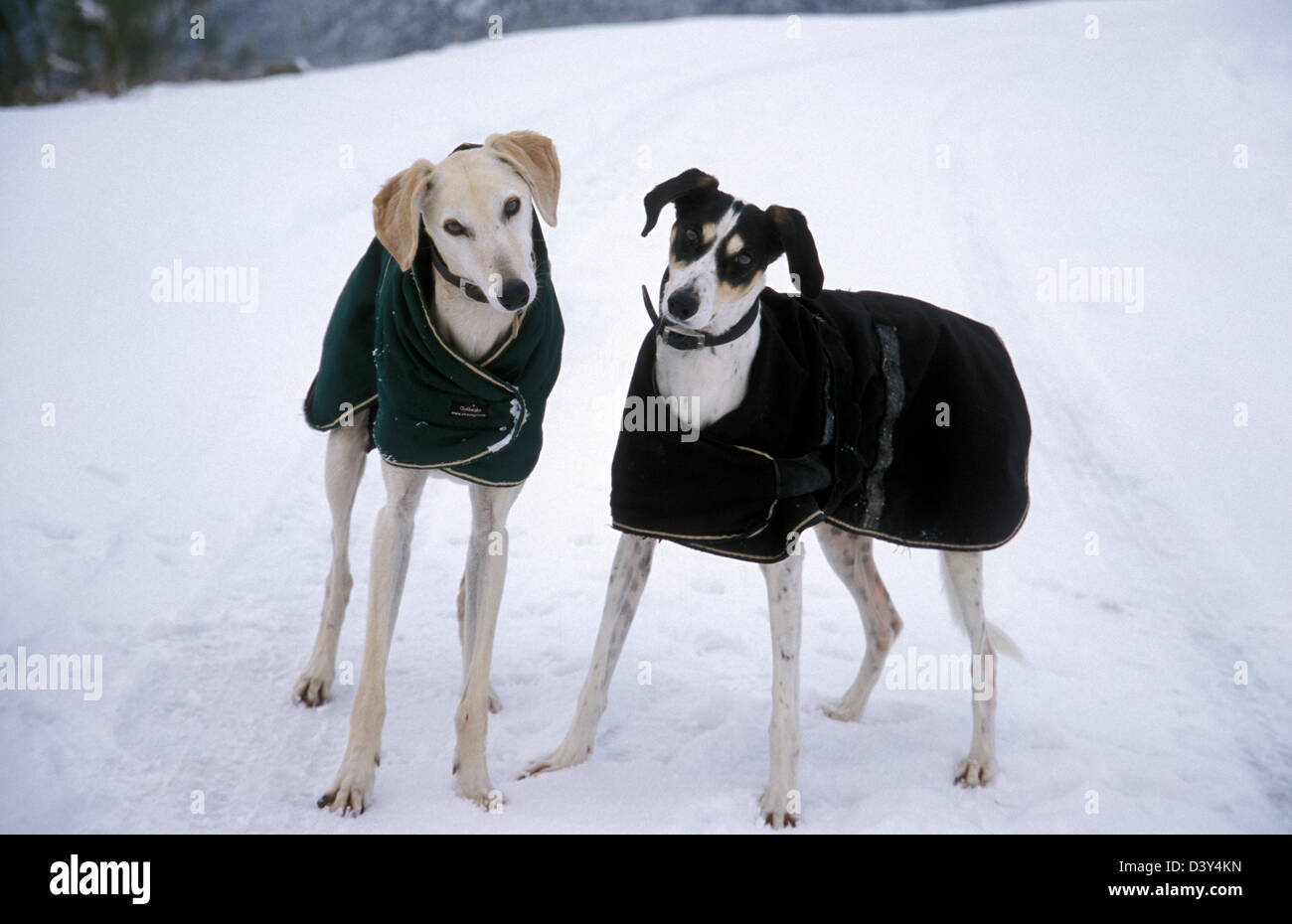 Due di salvataggio greyhound-croce lurcher cani nei cappotti invernali fuori nella neve Foto Stock