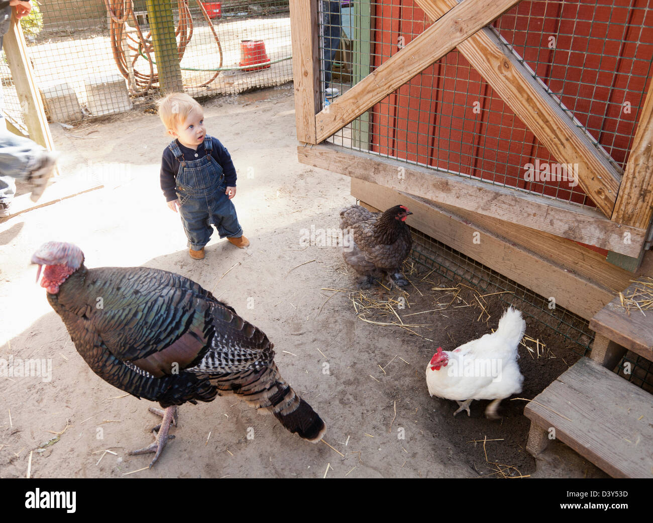 Ragazzo caucasico con polli e Turchia nel cortile Foto Stock