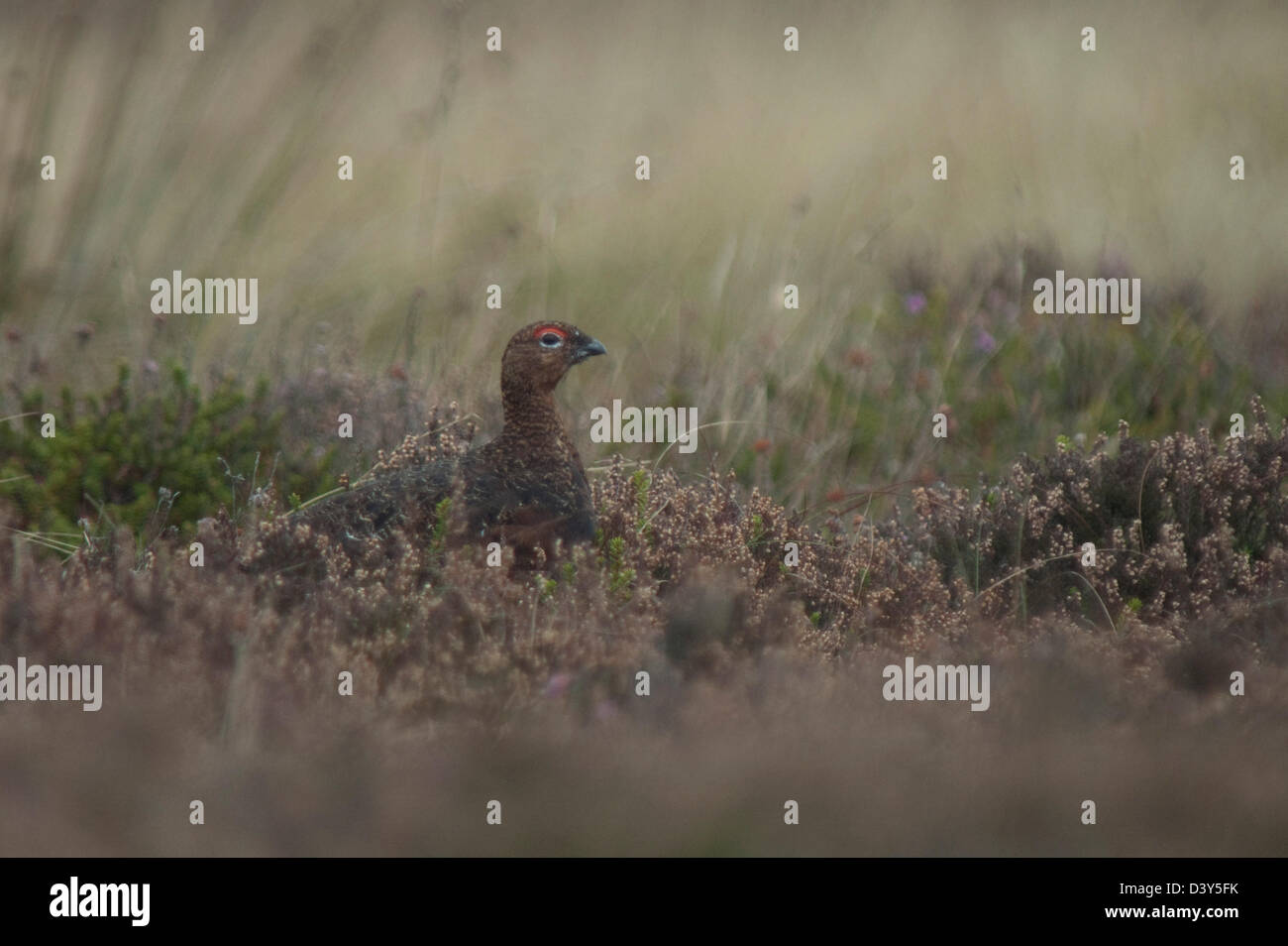 Maschio di gallo forcello rosso (Lagopus lagopus) in heather su North York Moors, Yorkshire Foto Stock