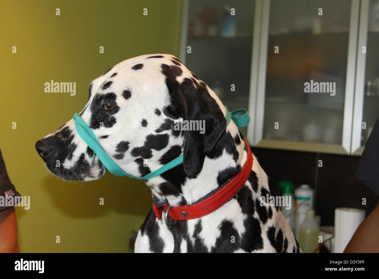 Cane dalmata con la museruola al veterinario Foto Stock