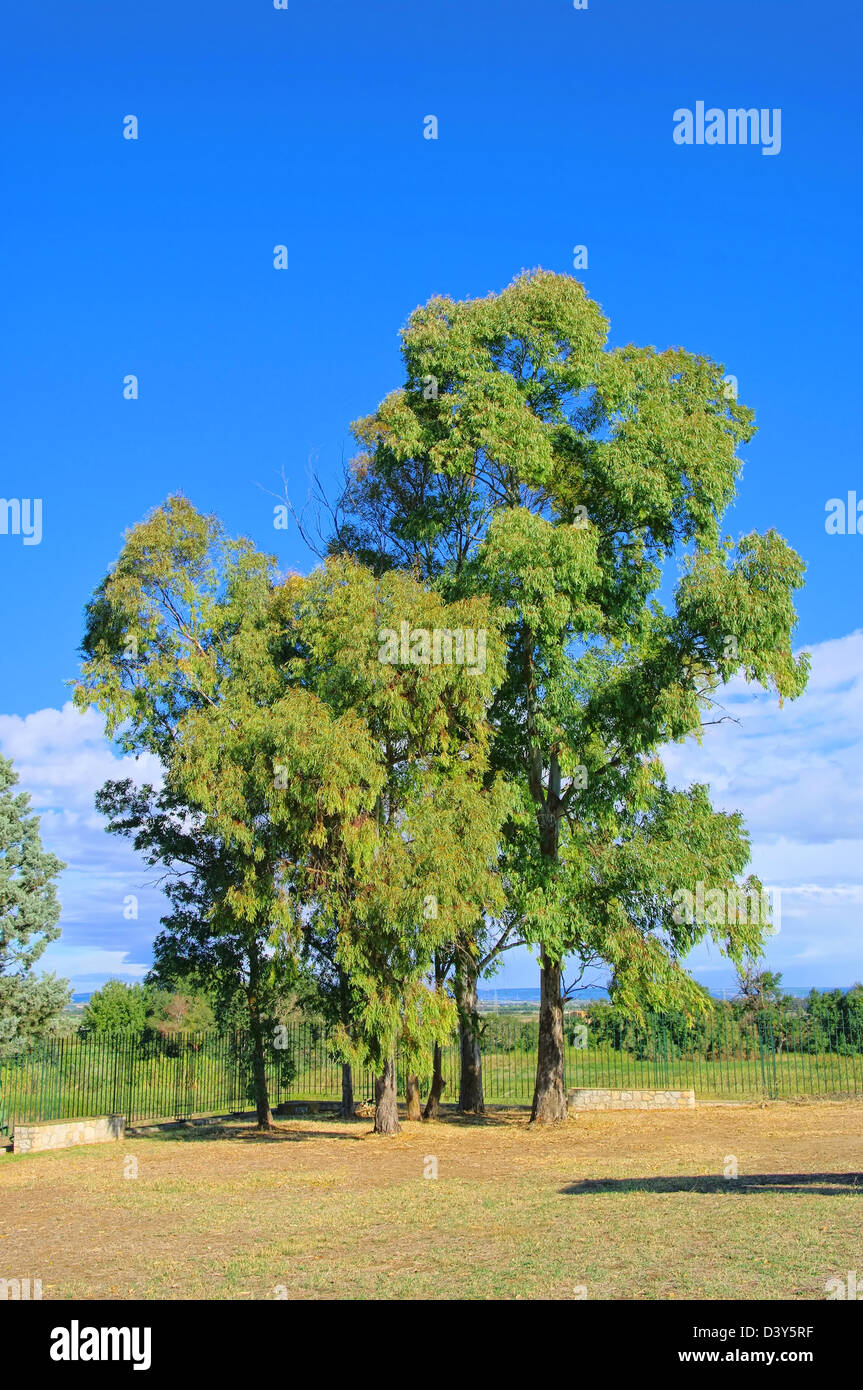 Eukalyptus - eucalipto 12 Foto Stock