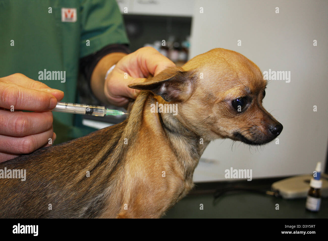 Questioni veterinarie inietta un vaccino ad un chihuahua cane Foto Stock