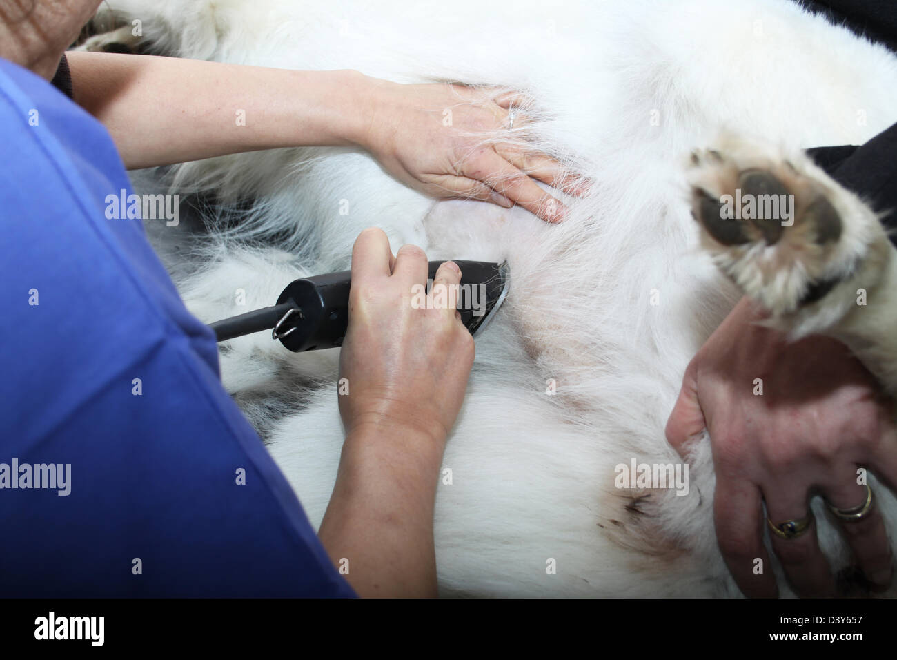 Ecografia veterinario / cane Pastore Svizzero bianco / cane Berger blanc suisse Foto Stock
