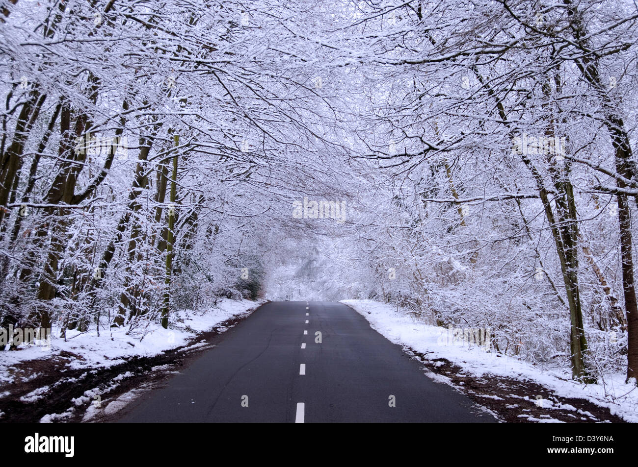 Bucks - Chiltern Hills - inverno - neve laden alberi inarcamento il sovraccarico di un paese vuoto road - convergenti linee visive. Foto Stock