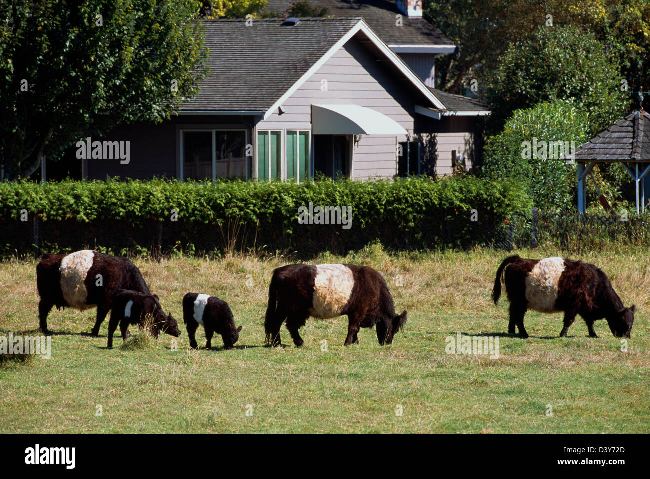 Belted Galloway vacche e il pascolo di vitello in un pascolo, British Columbia, Canada - raro carne bovina scozzese bovini di razza su una piccola azienda agricola Foto Stock