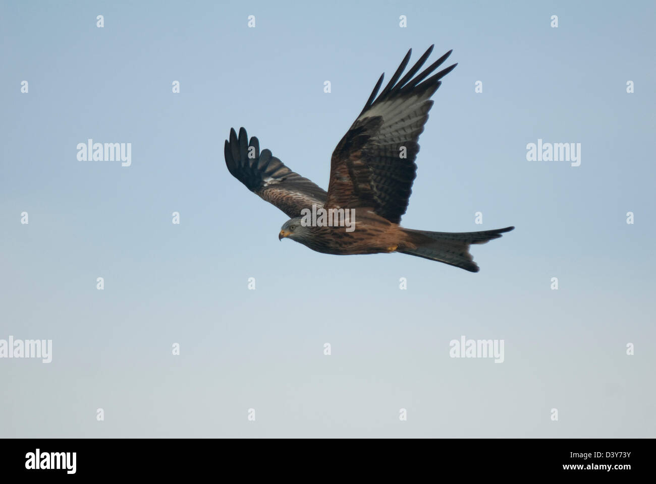 Nibbio reale (Milvus milvus) a Gigrin Farm stazione di alimentazione in Galles Foto Stock