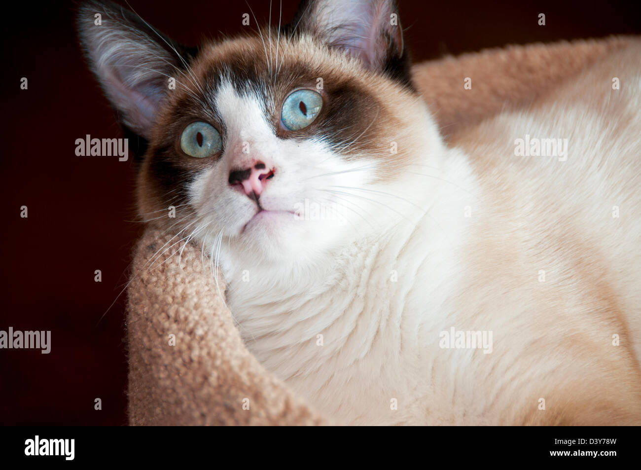 Sei mesi di età siamese Gattino Foto Stock