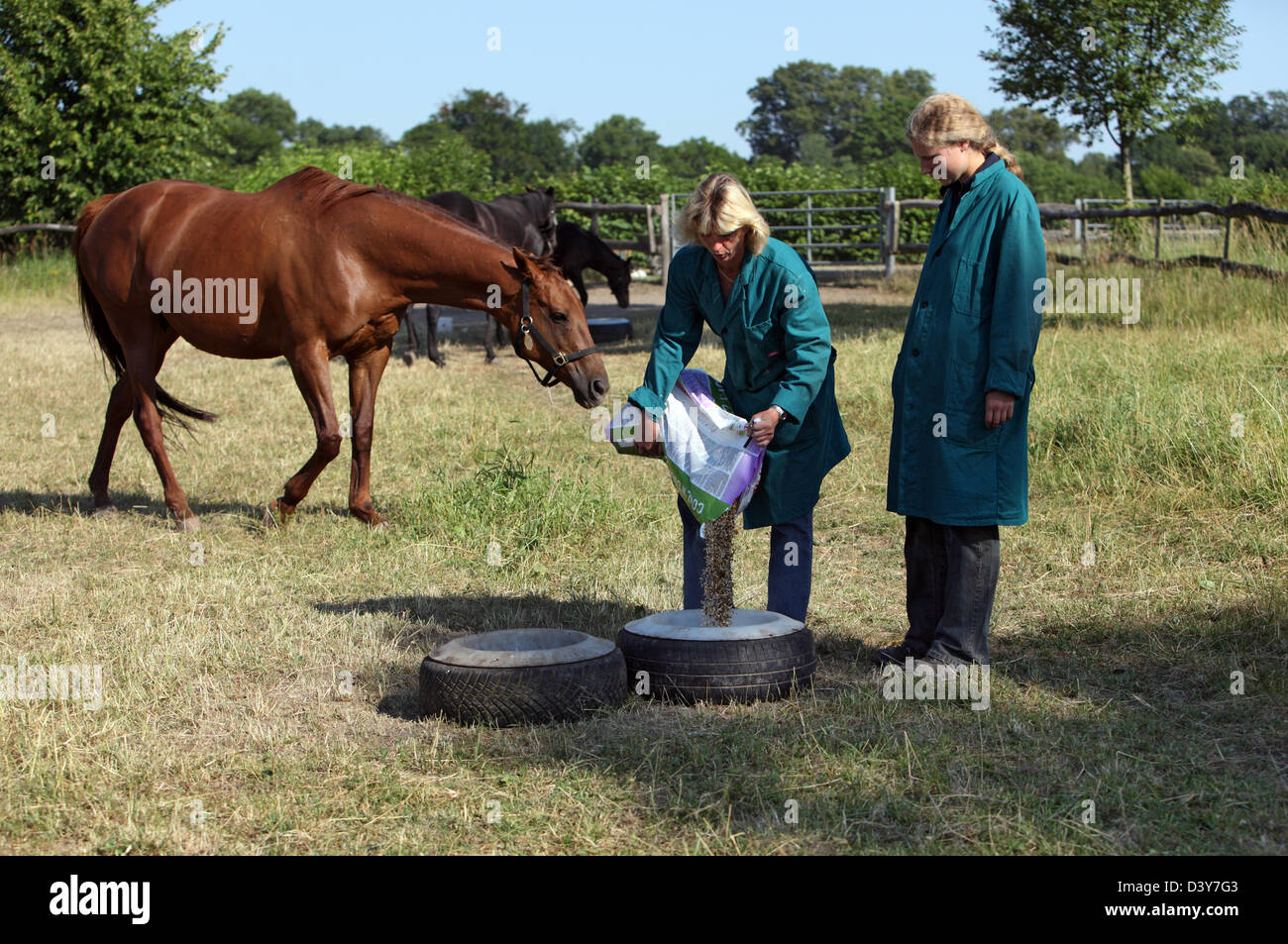 Görlsdorf, Germania, due le donne nutrono i cavalli al pascolo Foto Stock