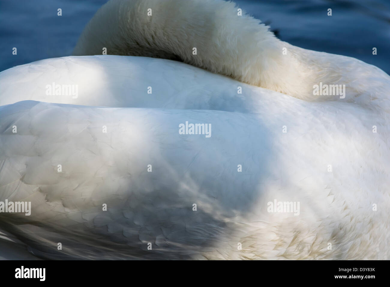 Un Cigno con il suo volto nascosto nel suo piume lanuginosa Foto Stock Un Cigno con il suo volto nascosto nel suo piume lanuginosa Foto Stock