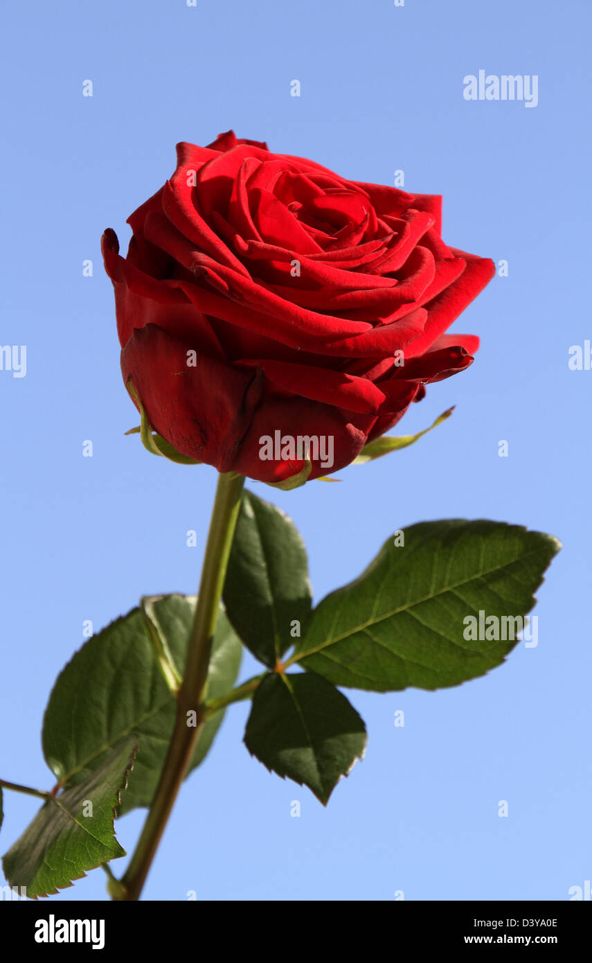 Berlino, Germania, Red Rose Foto Stock