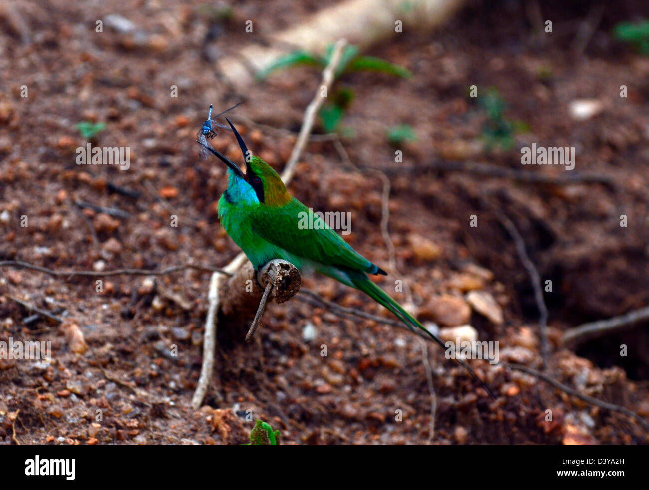 Un po' di verde bee eater mangiare una libellula blu. Foto Stock