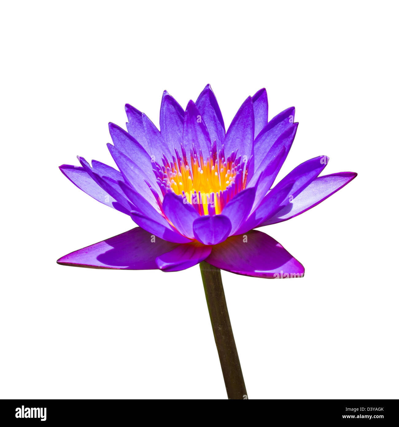 Un giglio viola isolato su uno sfondo bianco. Foto Stock