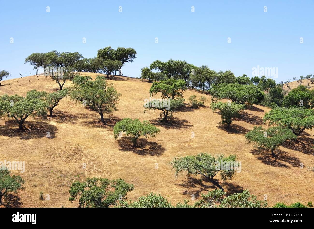 Dehesa 37 Foto Stock