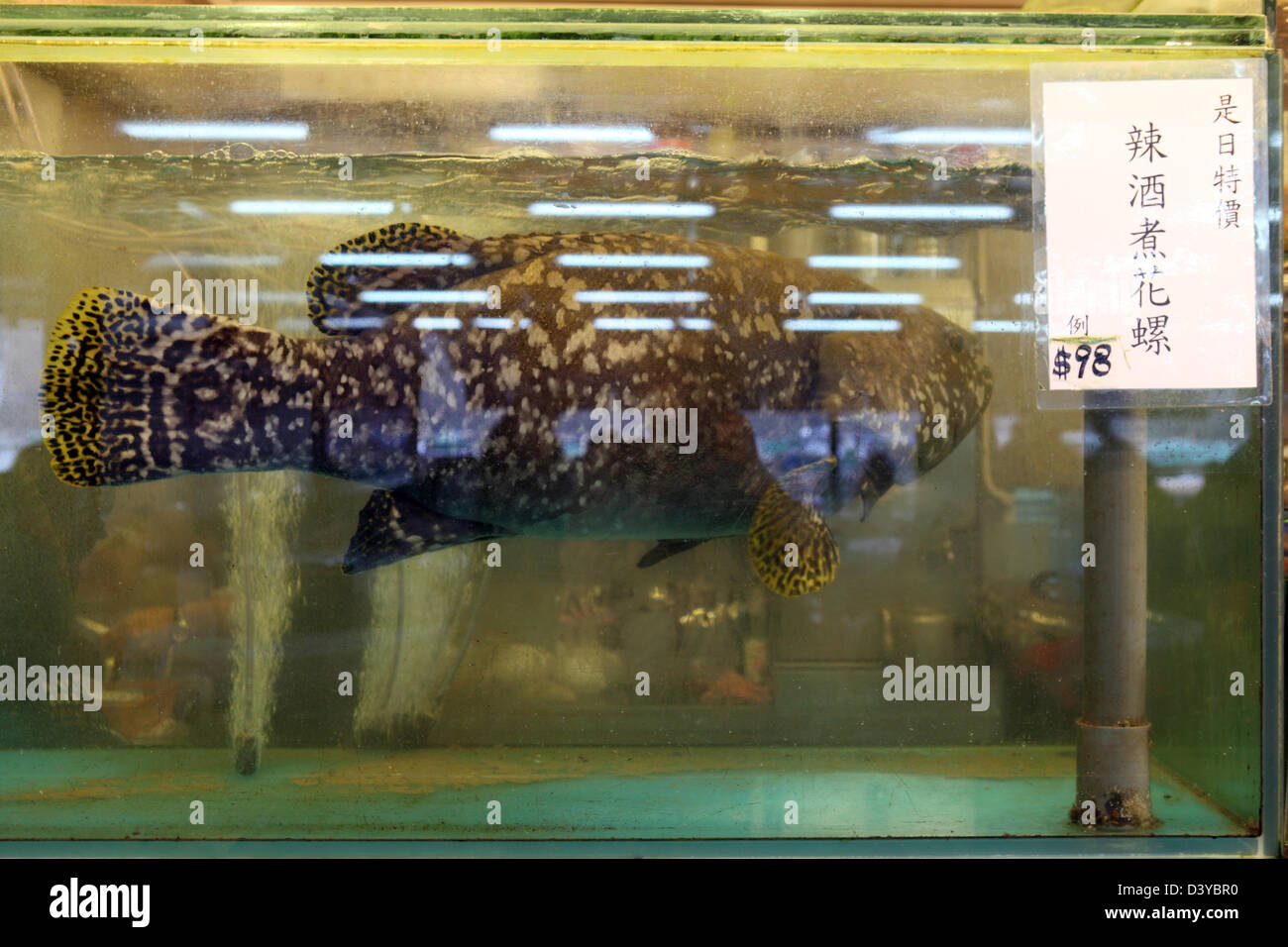 Hong Kong, Cina, il pesce in un stagno Foto Stock